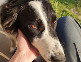 everest chien de berger