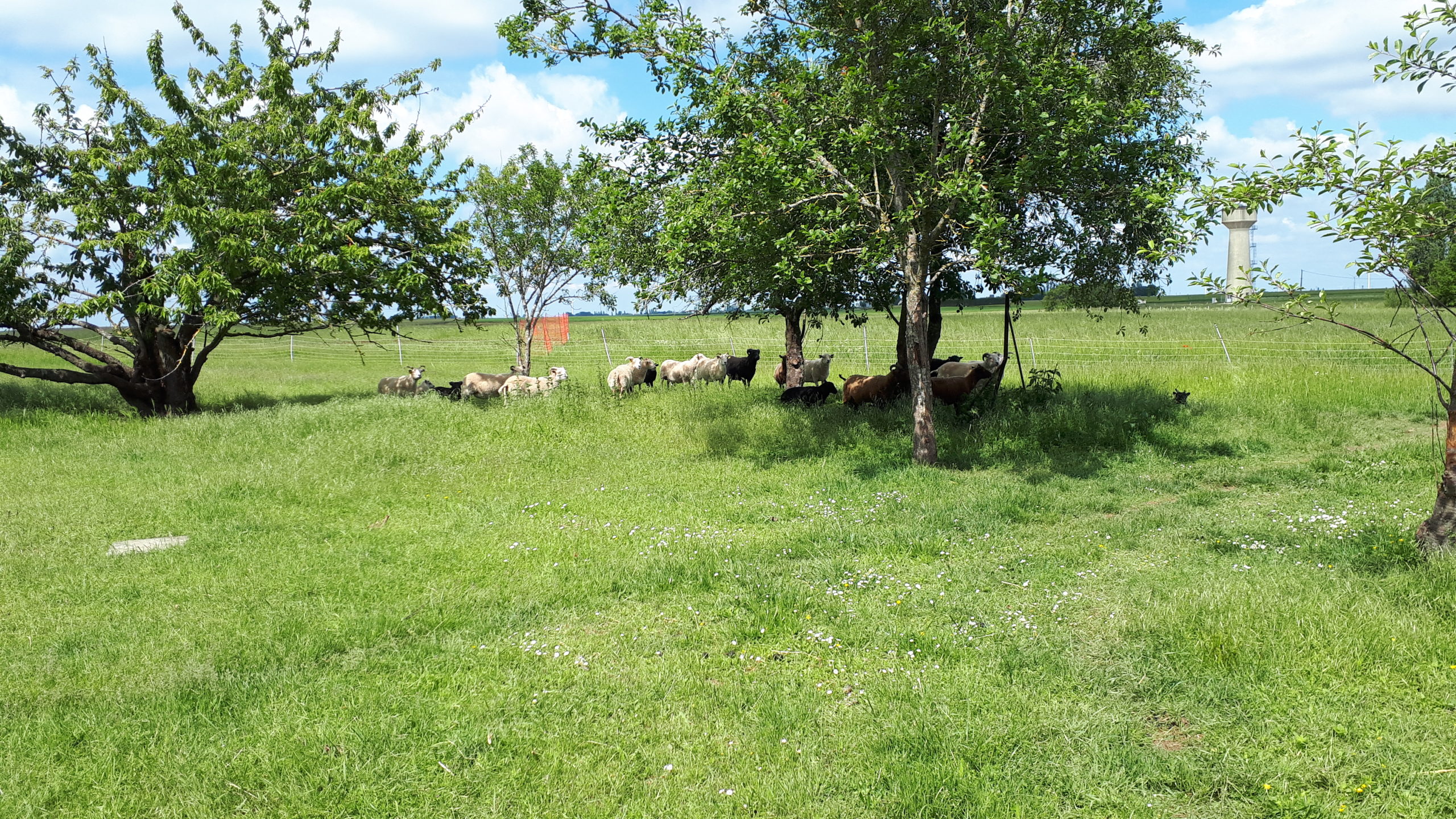moutons shteland