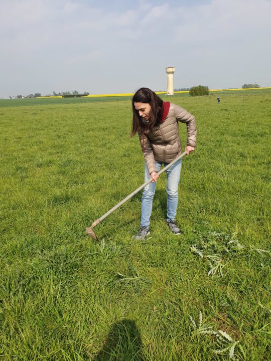 Wecandoo pature Ferme des P'tits Bergers Atraps Chaussy Angerville Loiret Essonne Ile-de-France Paris Chèvre Angora