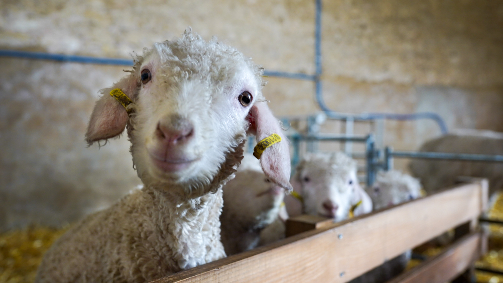 Chèvres angora