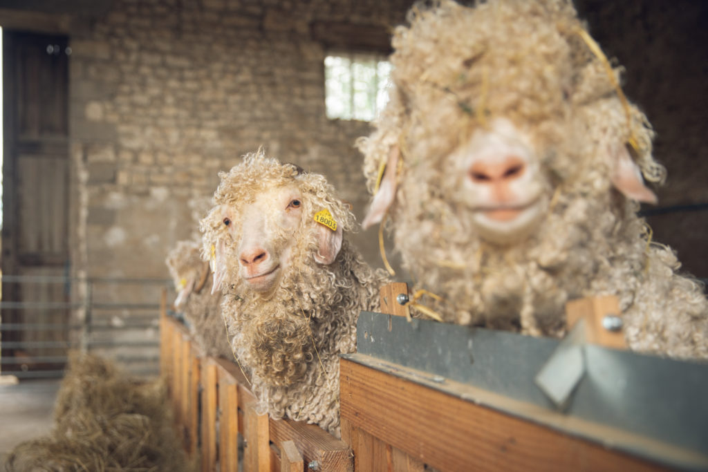 Ferme des P'tits Bergers Atraps Chaussy Angerville Loiret Essonne Ile-de-France Paris Chèvre Angora mohair