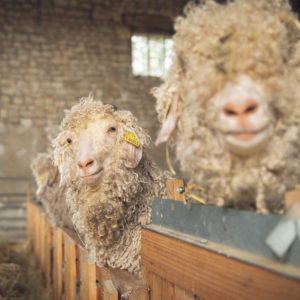 Ferme des P'tits Bergers Atraps Chaussy Angerville Loiret Essonne Ile-de-France Paris Chèvre Angora mohair