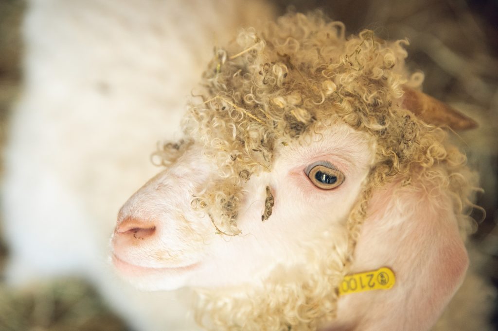 bébé chèvre angora