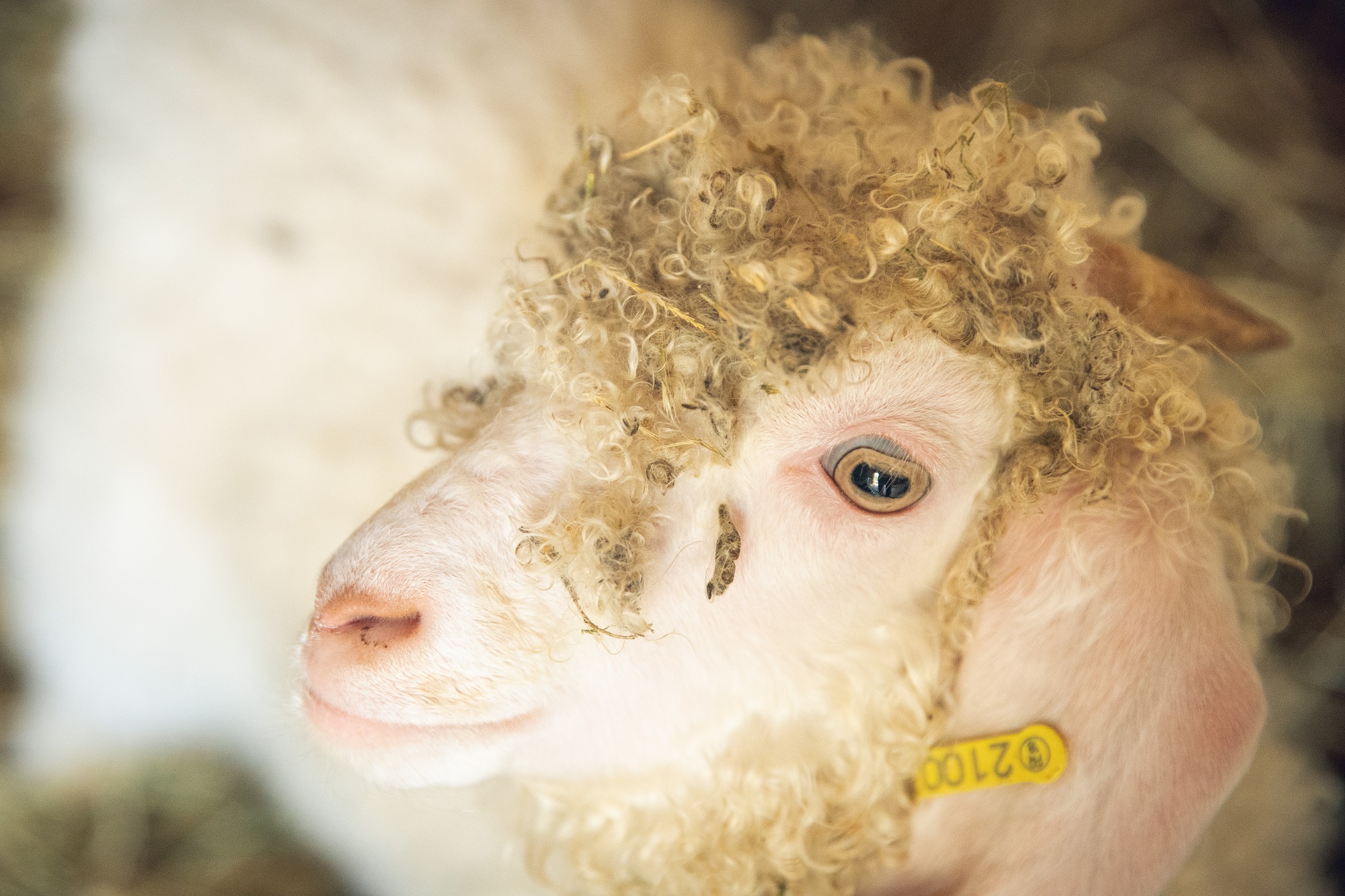 bébé chèvre angora