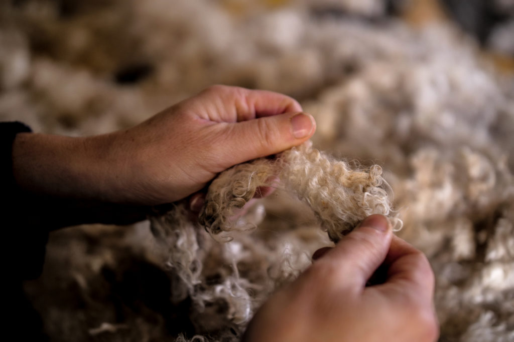 Tri du mohair Ferme des P'tits Bergers Atraps Chaussy Angerville Loiret Essonne Ile-de-France Paris Chèvre Angora