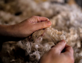 Tri du mohair Ferme des P'tits Bergers Atraps Chaussy Angerville Loiret Essonne Ile-de-France Paris Chèvre Angora