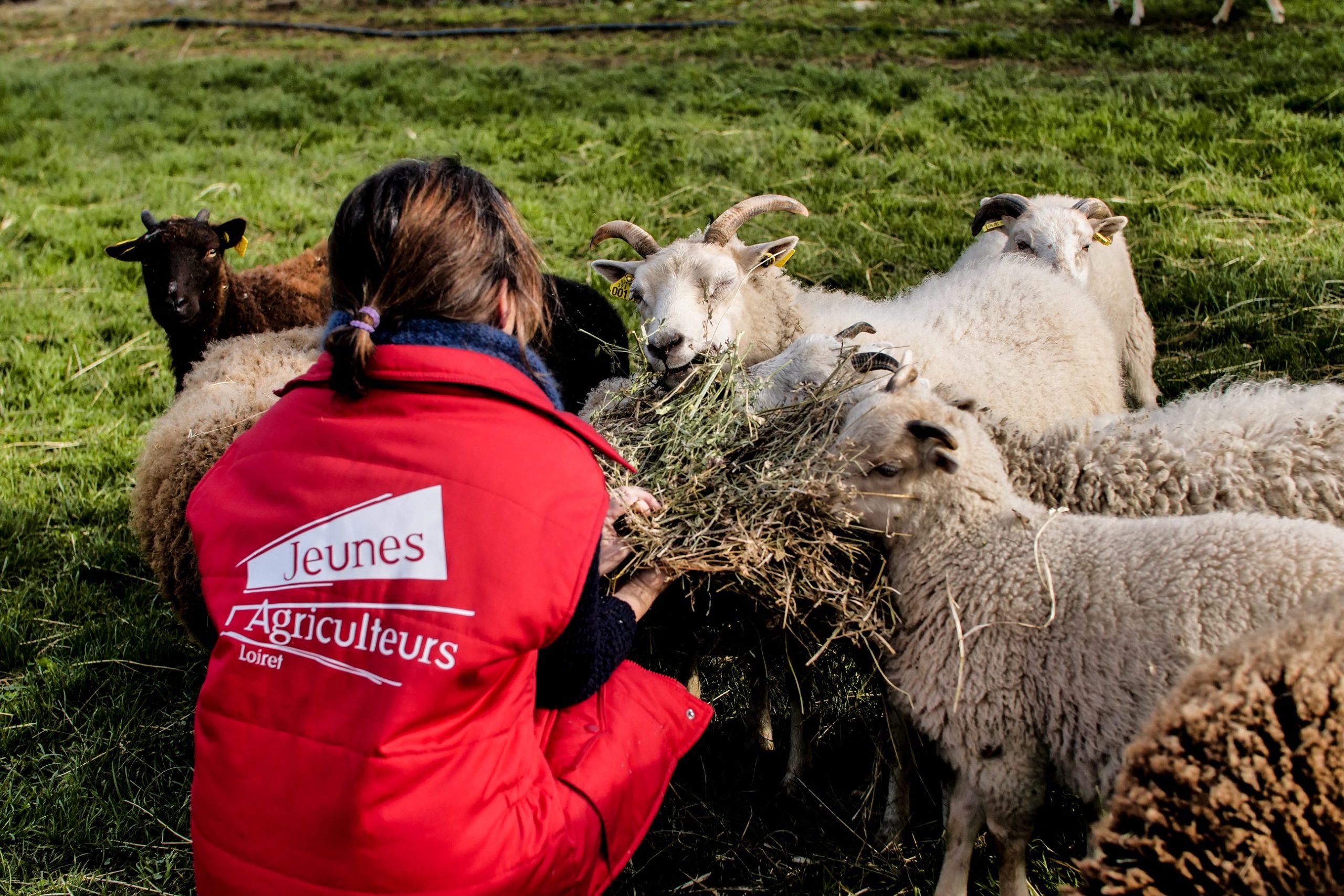 Chèvres angora laine mohair mouton shetland local producteur produits locaux ferme des P'tits bergers chaussy atraps loiret Essonne Angerville