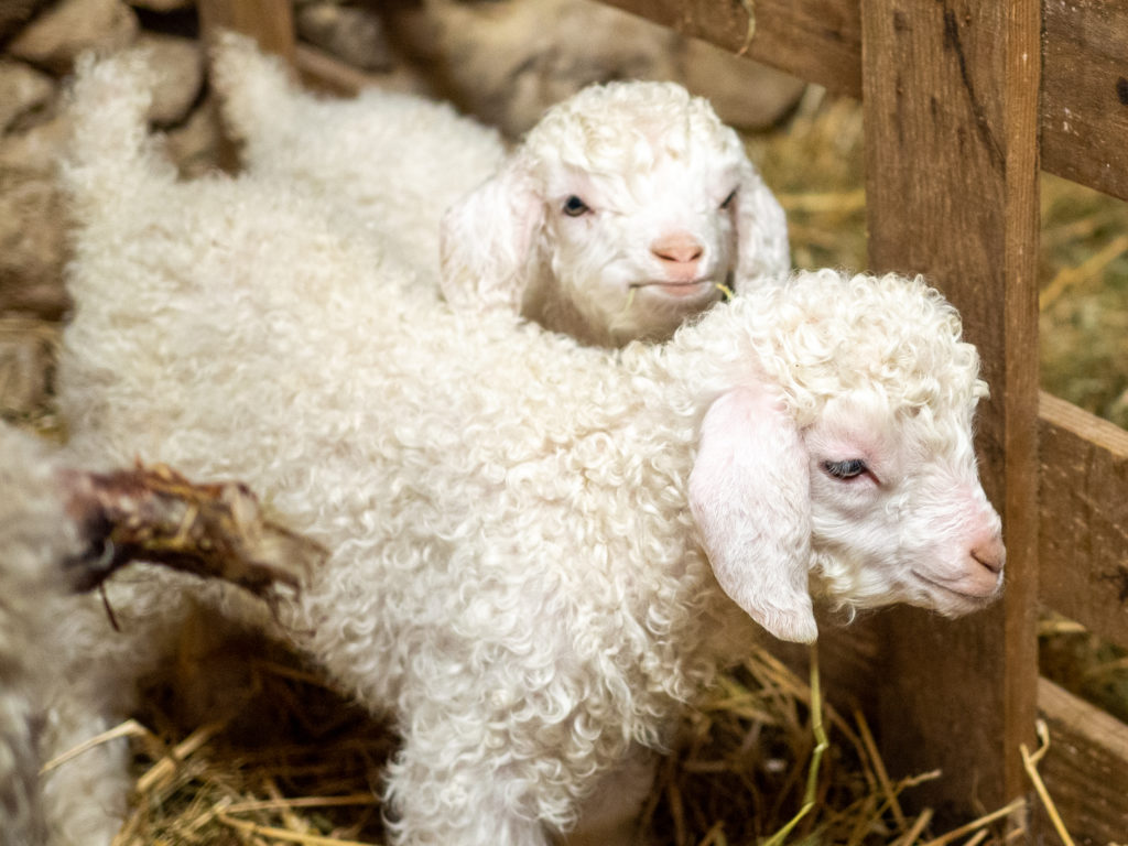 bébé chèvre angora Ferme des P'tits bergers Atraps Chaussy Loiret Essonne