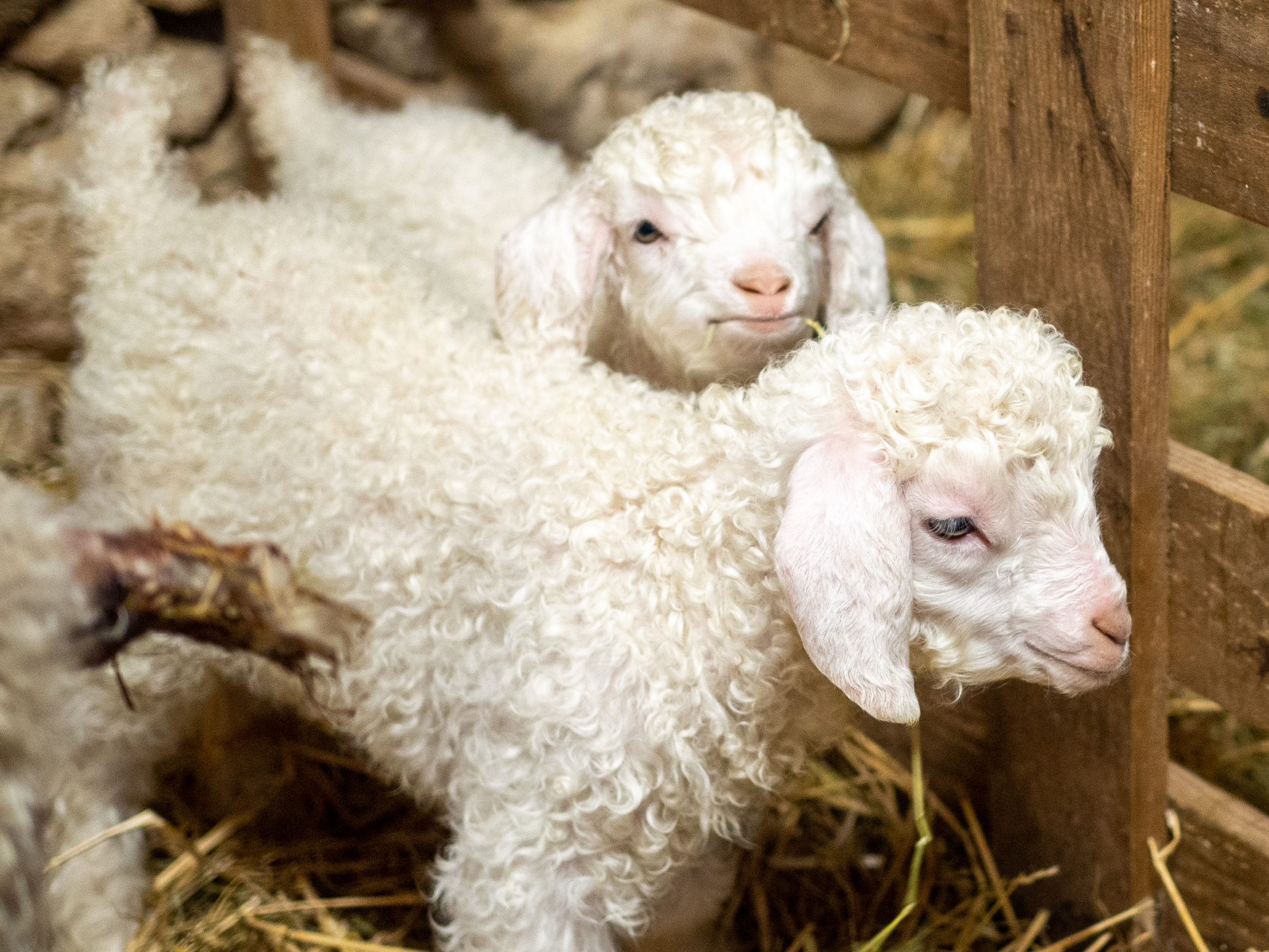 bébé chèvre angora Ferme des P'tits bergers Atraps Chaussy Loiret Essonne