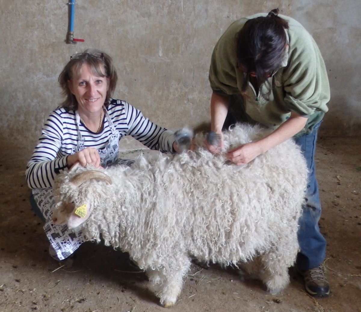 brossage des chèvres avant la tonte Ferme des P'tits bergers Chaussy Loiret