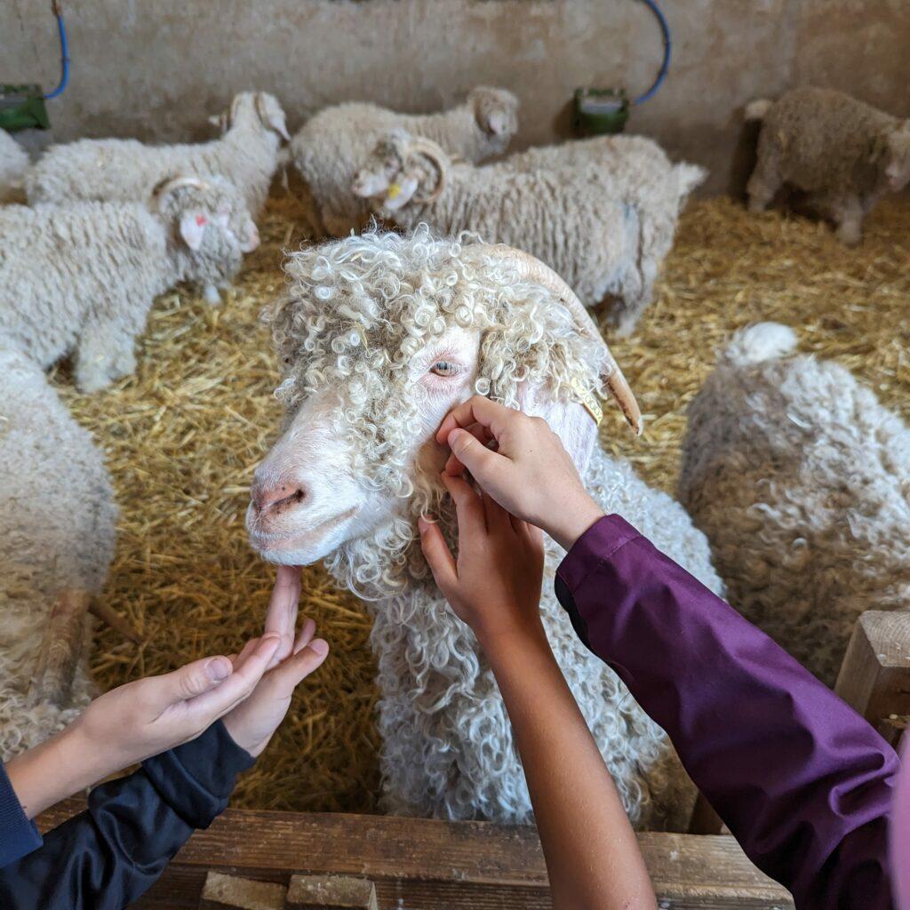 caresse chèvre angora