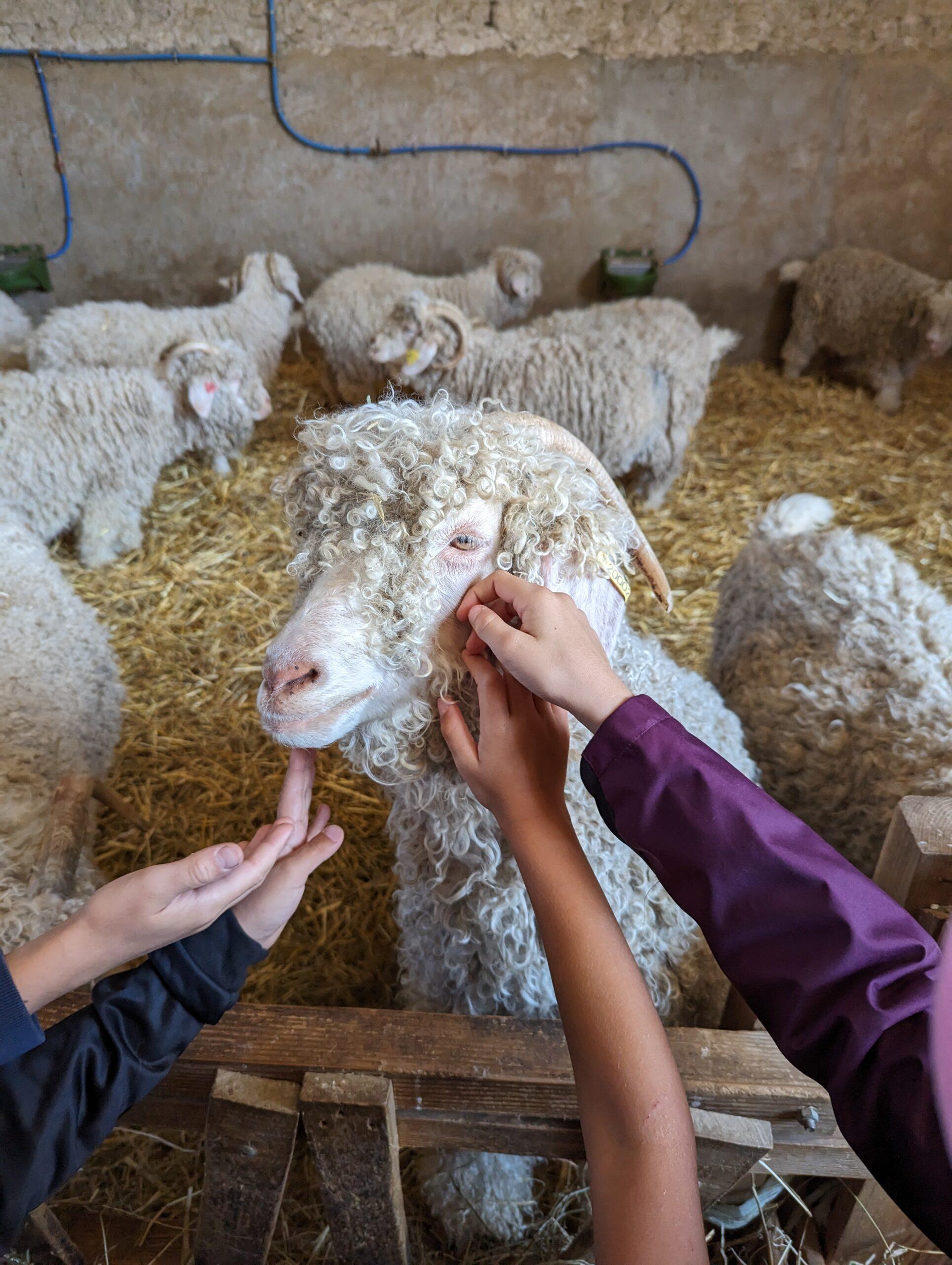 Tricotin - La ferme des p'tits bergers