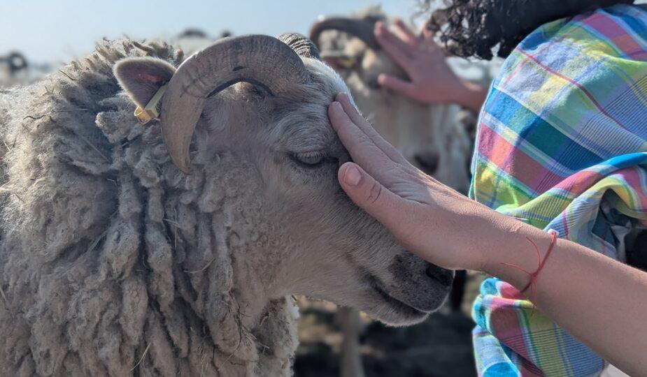 Caresse mouton EVJH