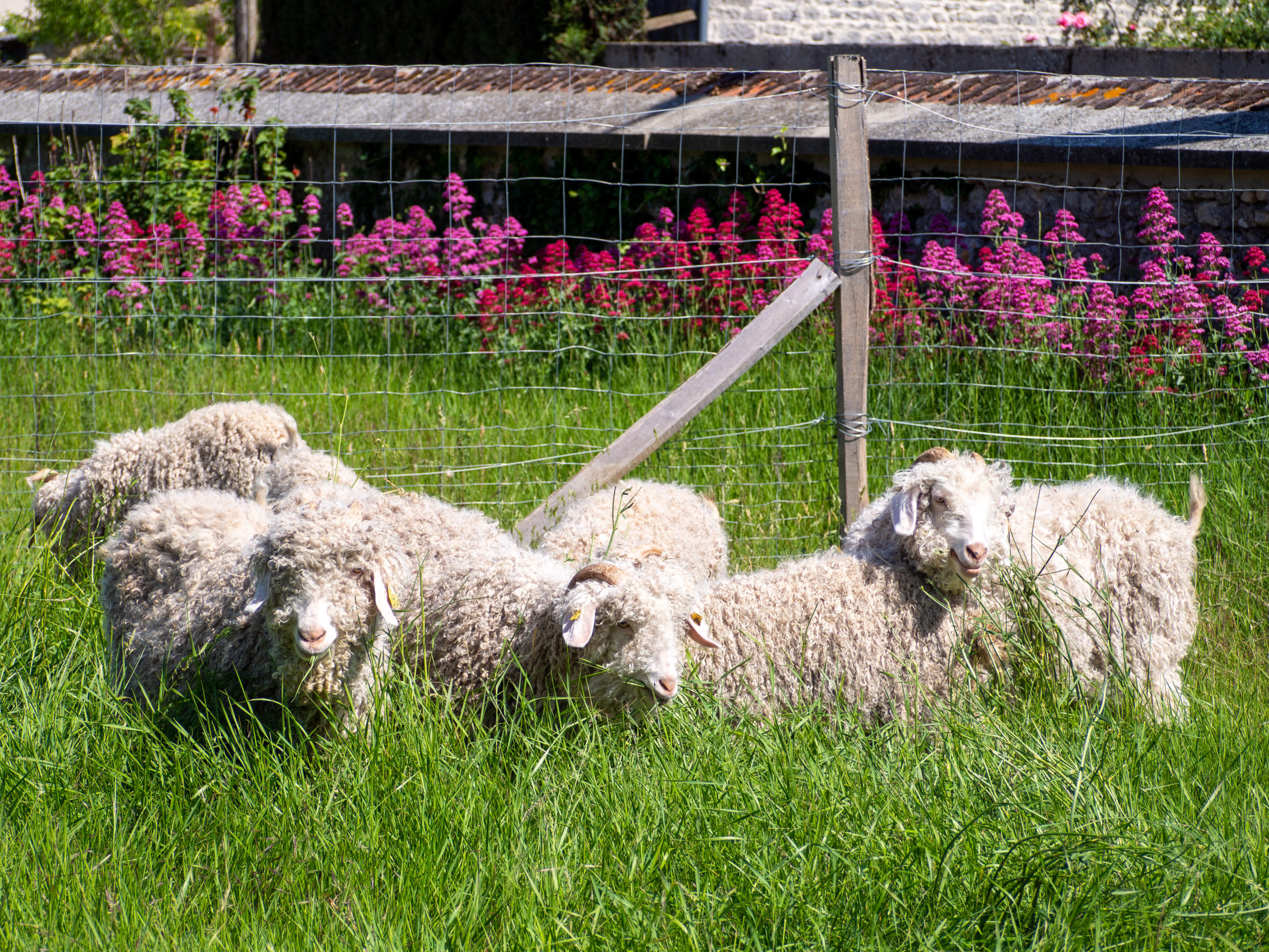 Chèvres angora laine mohair local producteur produits locaux ferme des P'tits bergers chaussy atraps loiret Essonne Angerville