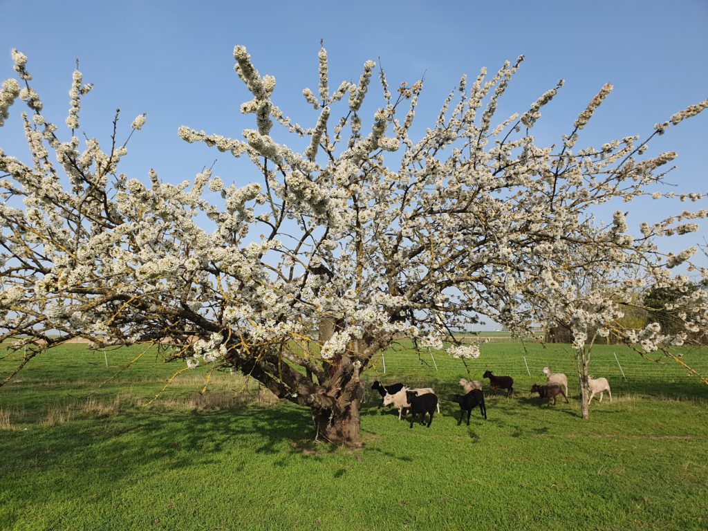 Dans le Loiret La ferme côte verger Tous les espaces de la ferme accueille nos chèvres angora et mouton shetland. Ainsi le verger comprenant cerisier, prunier, groseiller fait le bonheur de la famille et de nos animaux