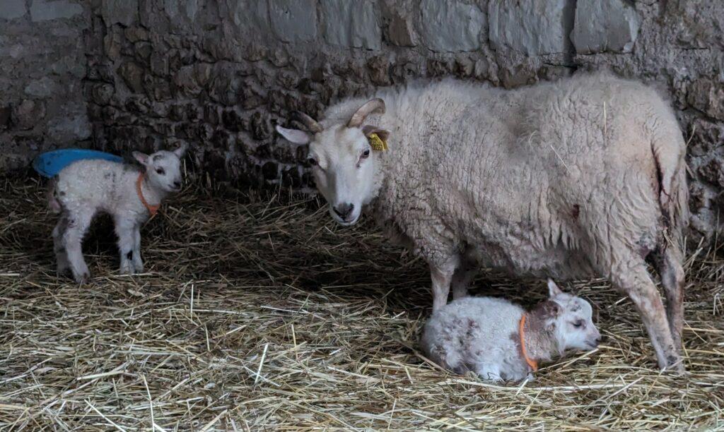 mouton shetland