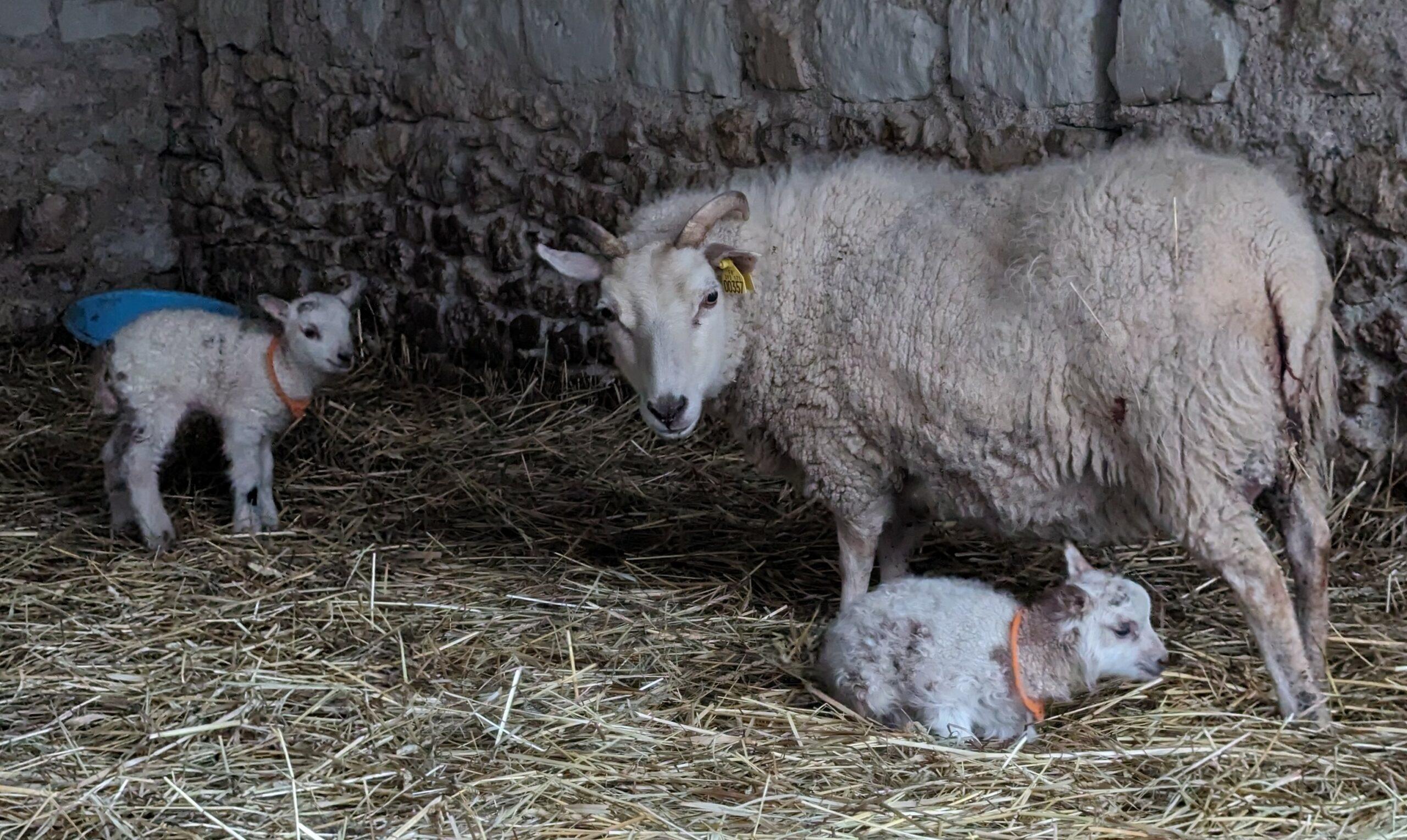 mouton shetland