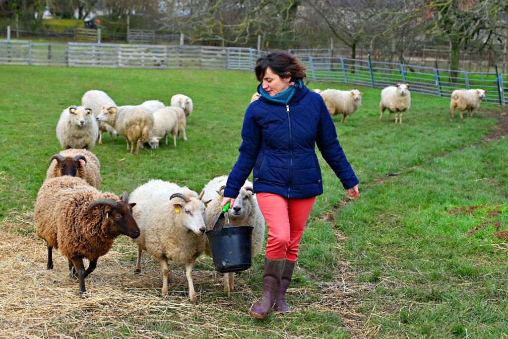mouton elevage shetland