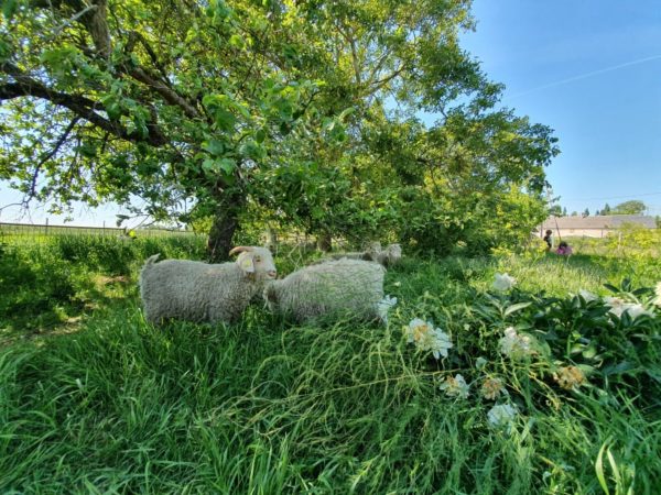 Carte cadeau : Experience - une journée à la ferme – Image 13