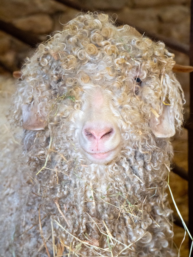 Lavande chèvre angora