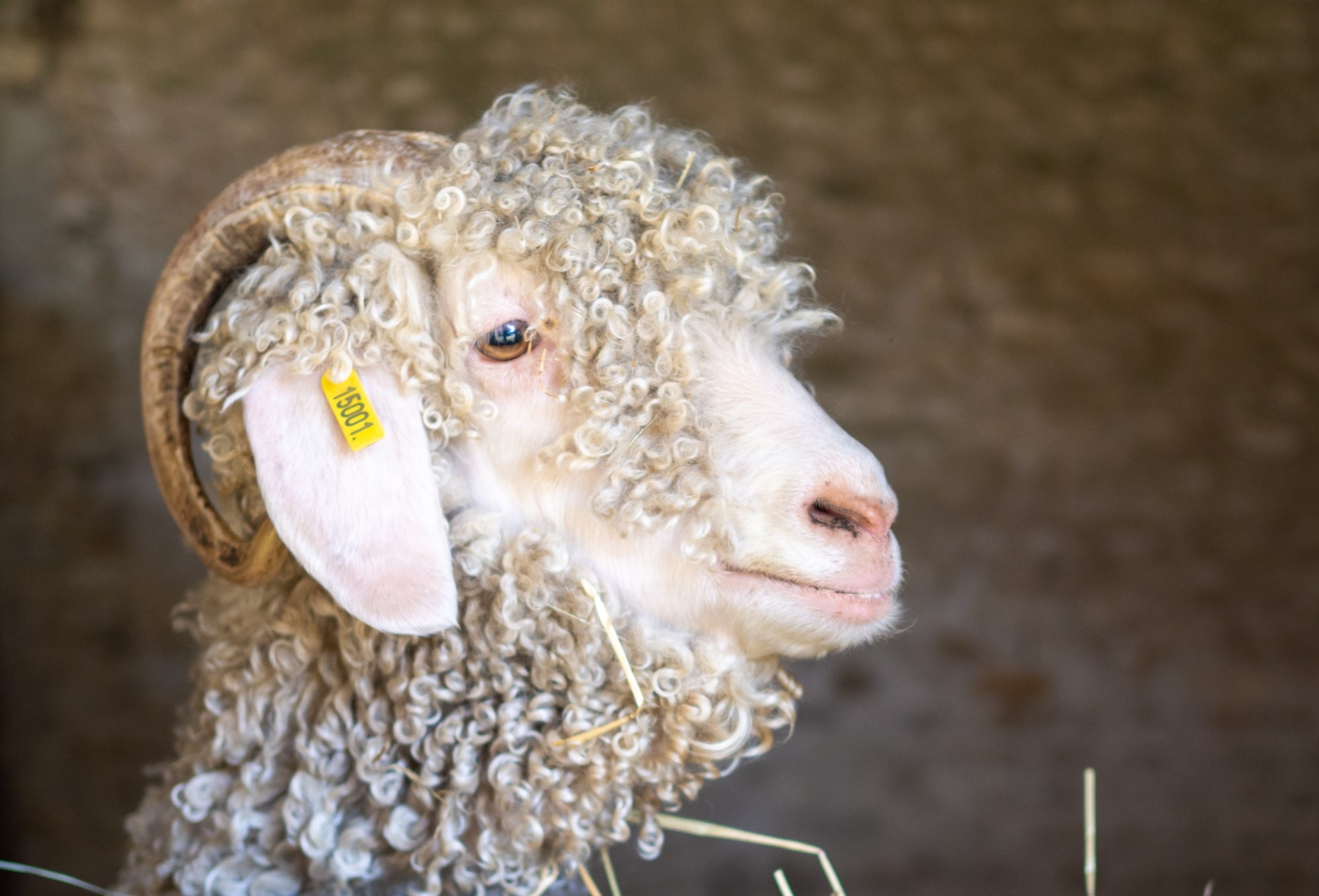 Loulou Chèvres angora mohair Atraps Chaussy Angerville Loiret Essonne France (c) Jennifer Martin