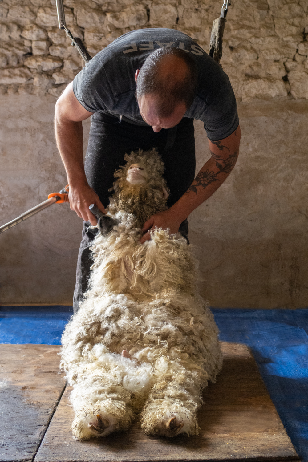 Tonte chevre angora