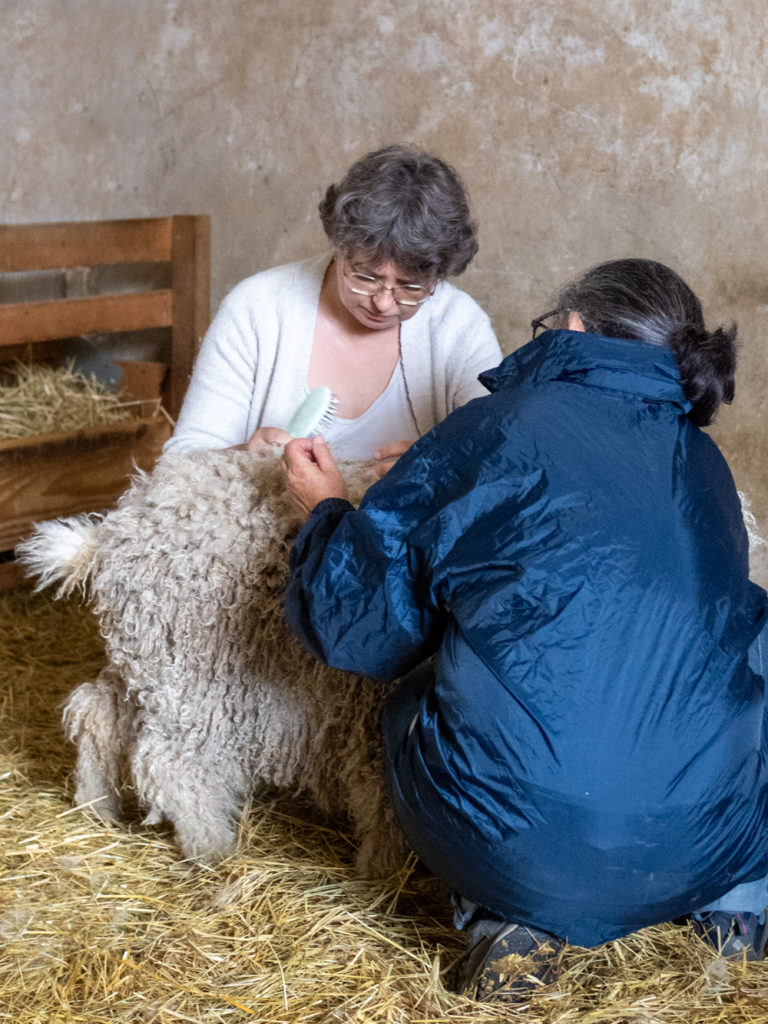 tonte chevre angora