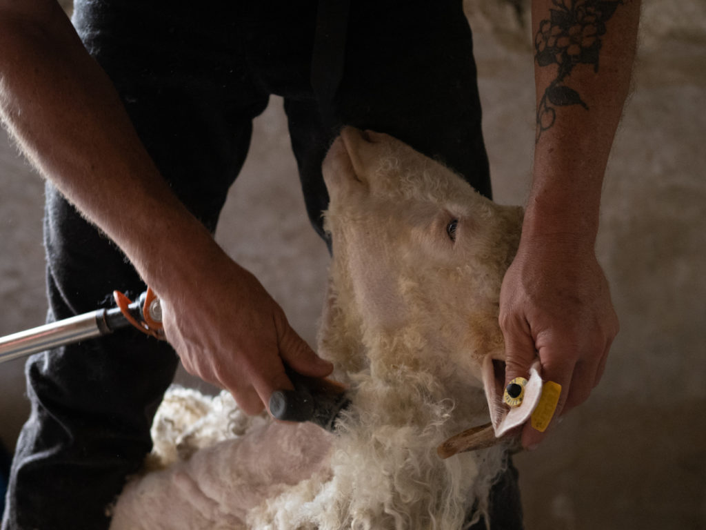 Tonte chevre angora