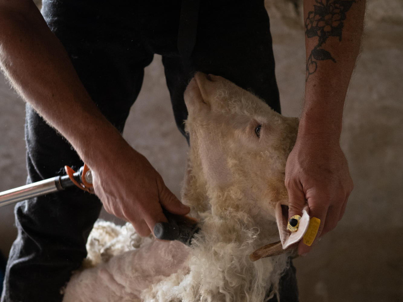 Tonte chevre angora