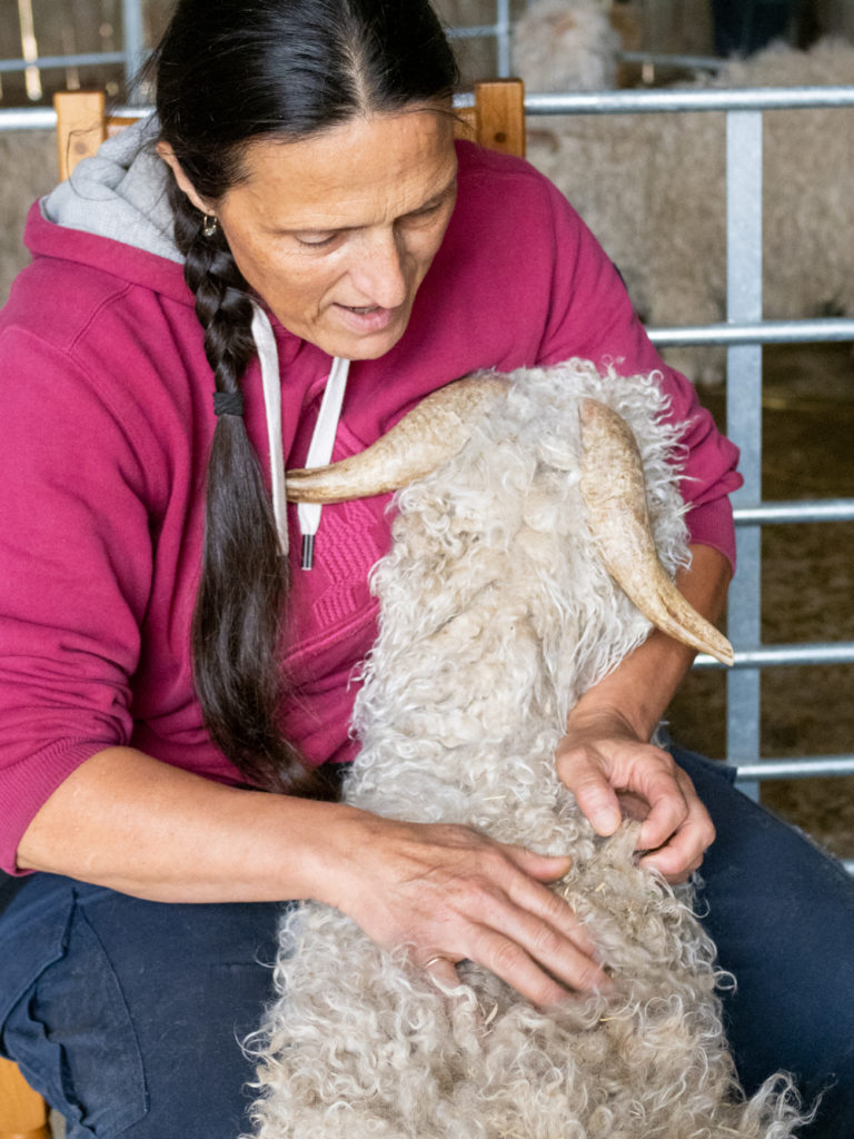 Tonte chevre angora