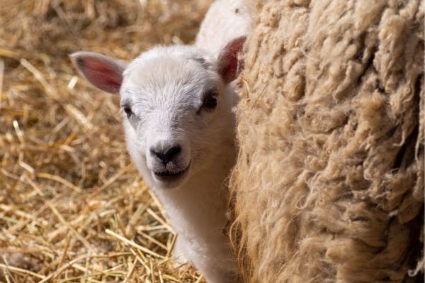 agneau la ferme des p'tits bergers