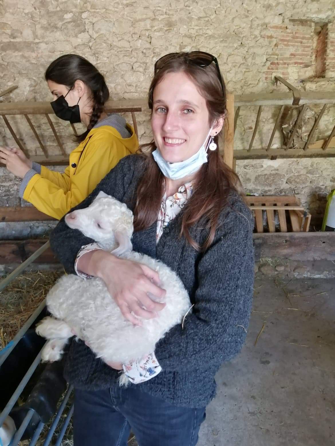 Chèvres angora