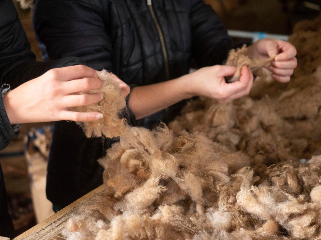 la laine de mouton est triée à la main par l'éleveuse des moutons et chèvres angora de la Ferme des P'tits Bergers