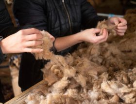 la laine de mouton est triée à la main par l'éleveuse des moutons et chèvres angora de la Ferme des P'tits Bergers