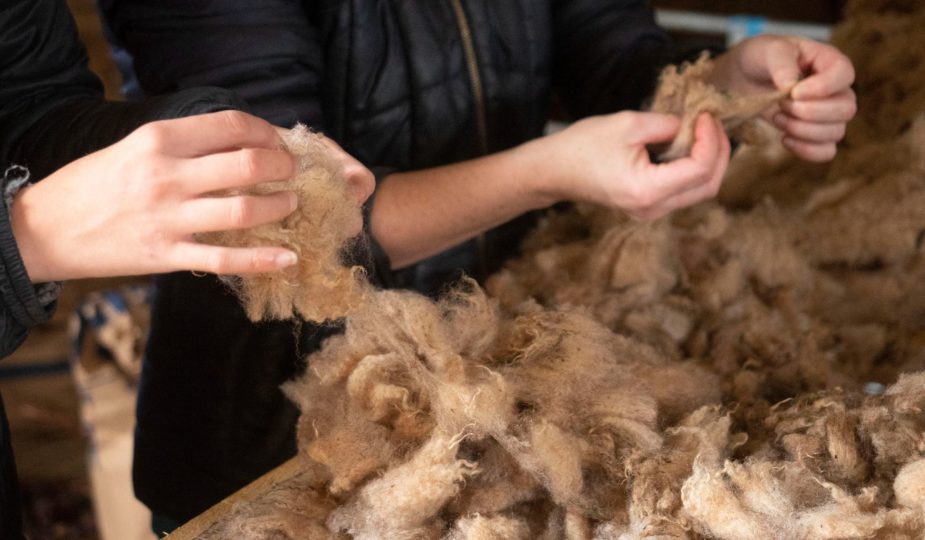 la laine de mouton est triée à la main par l'éleveuse des moutons et chèvres angora de la Ferme des P'tits Bergers