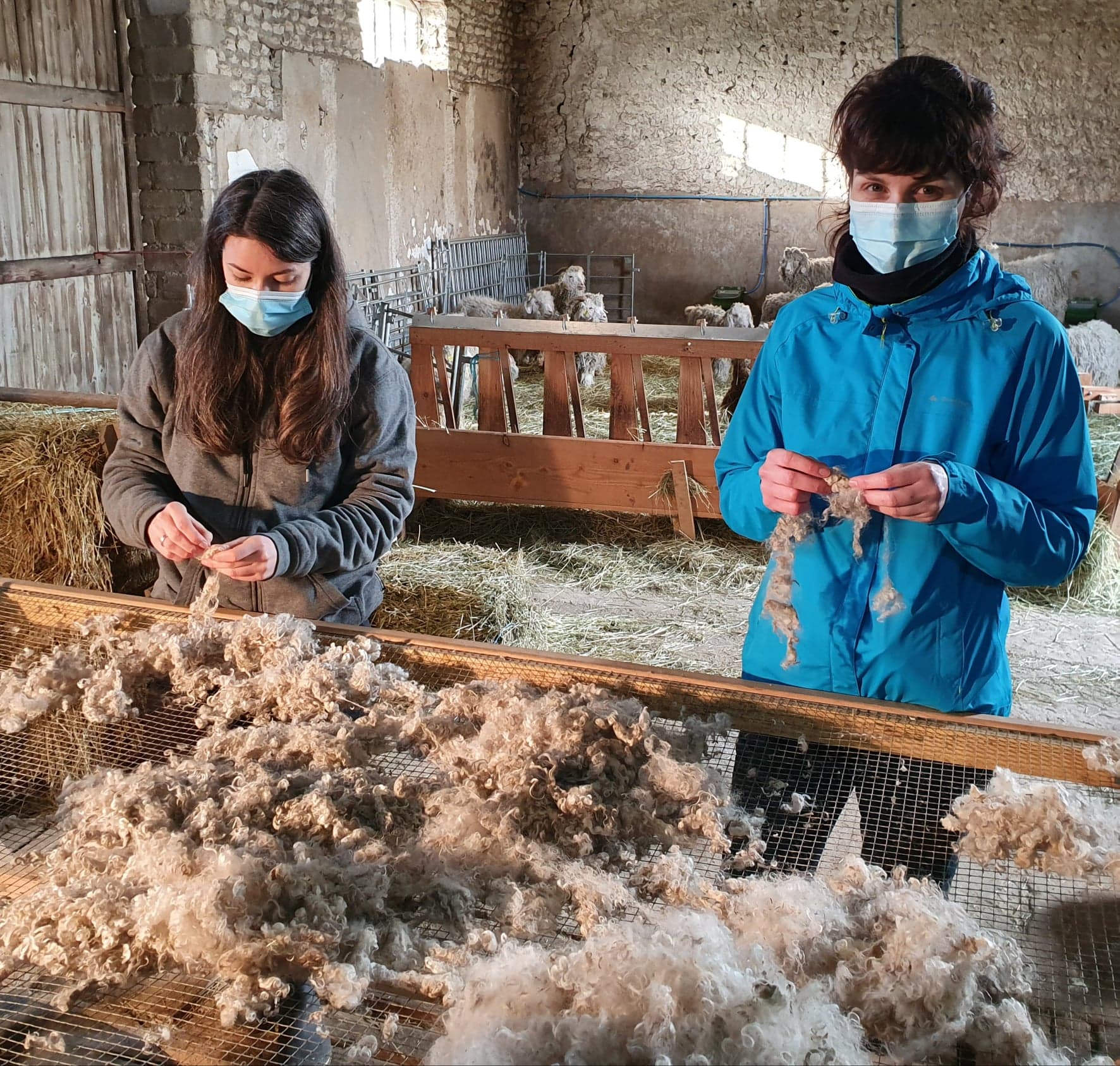 Chèvres angora laine mohair local producteur produits locaux ferme des P'tits bergers chaussy atraps loiret Essonne Angerville
