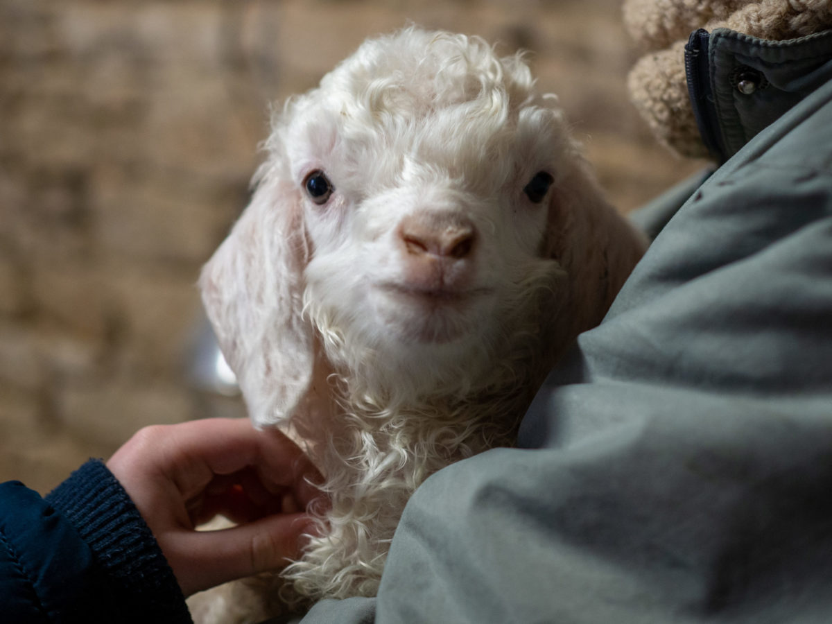 Chèvres angora bébé laine mohair local producteur ferme des P'tits bergers chaussy atraps loiret Essonne Angerville