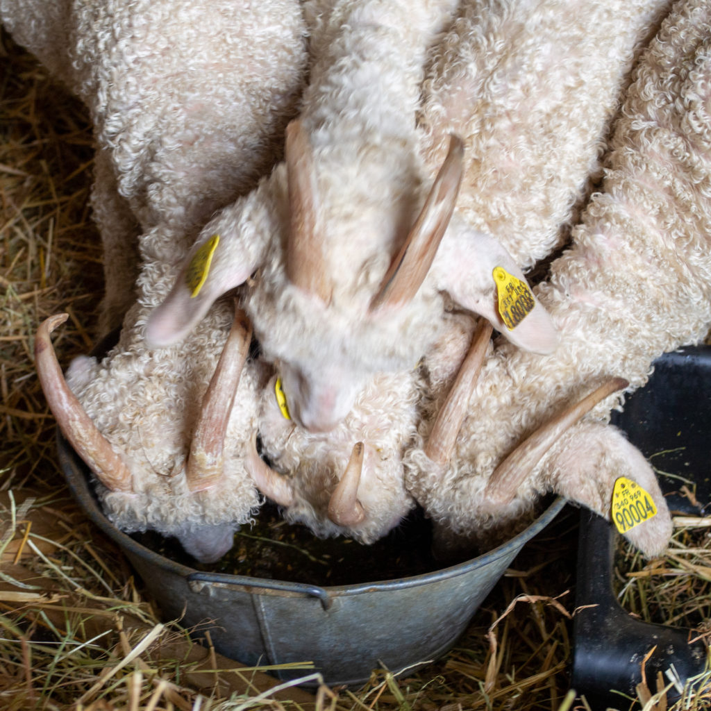 Chèvres angora ferme des P'tits bergers chaussy atraps loiret Essonne Angerville
