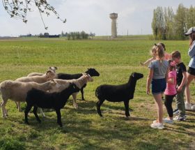 visite guidée de la ferme en famille chèves angora moutons shetland chaussy Loiret Angerville Essonne