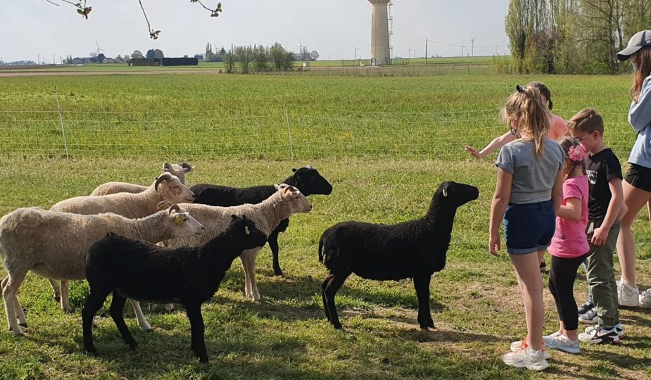 visite guidée de la ferme en famille chèves angora moutons shetland chaussy Loiret Angerville Essonne