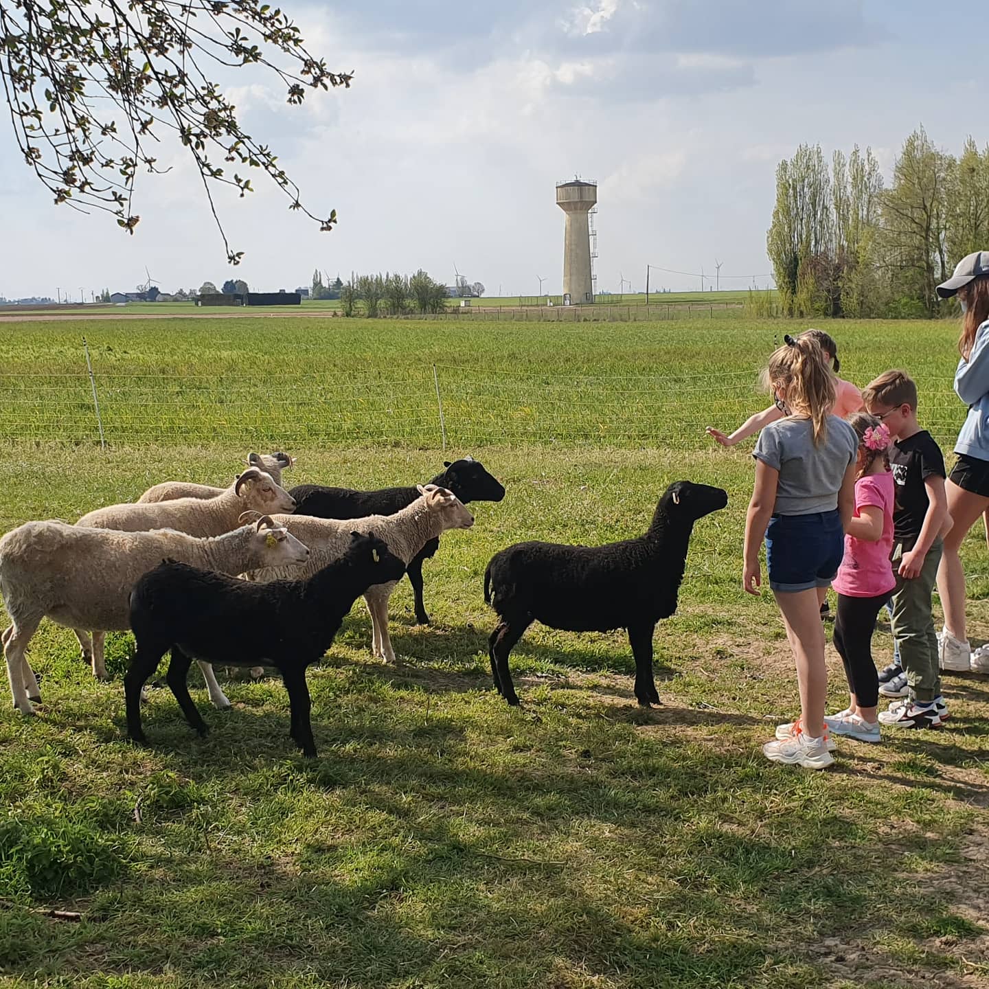 visite de la ferme en famille chèves angora moutons shetland chaussy Loiret Angerville Essonne