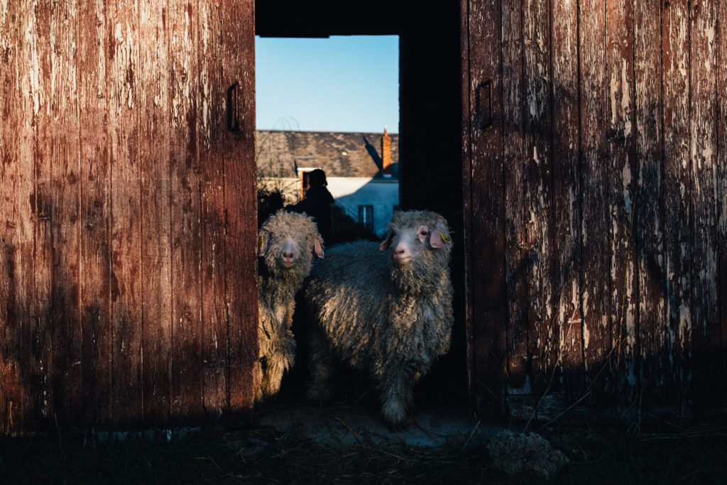 Dans le Loiret, nos chèvres angora disposent de bâtiments pour s'abriter de la chaleur en été et du mauvais temps en hiver. Sur cette photo on les voit tout en laine avant la tonte de leur fameux mohair